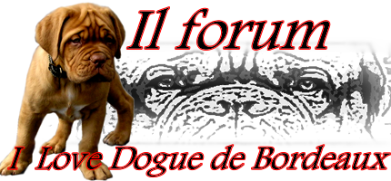 i love ddb forum